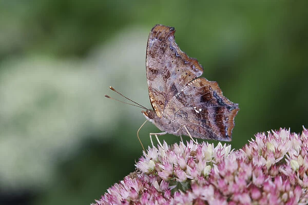 Question mark butterfly, Creasey Mahan Nature Preserve, Kentucky