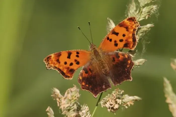 Framed Print : Question Mark butterfly, Polygonia interrogationis