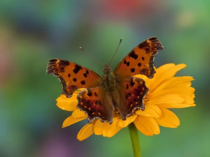 Framed Print : Question Mark Butterfly, Polygonia interrogationis female Framed Print : Question Mark Butterfly, Polygonia interrogationis female