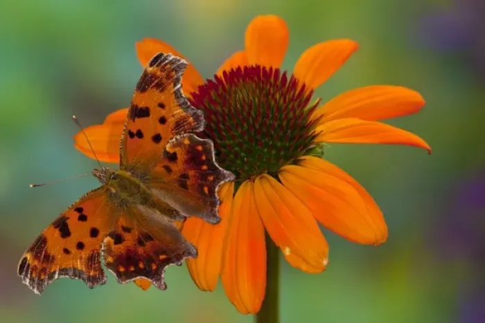 Framed Print : Question Mark Butterfly, Polygonia interrogationis female Framed Print : Question Mark Butterfly, Polygonia interrogationis female