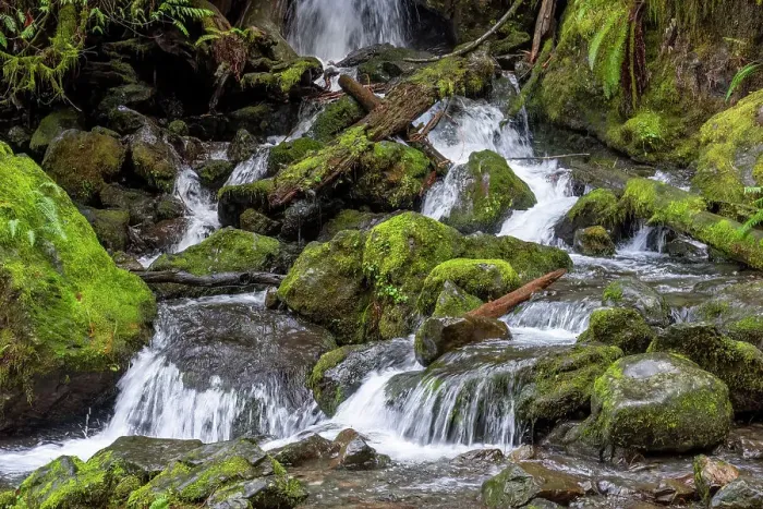 Framed Print : Quinault, Washington State, USA. Merriman Falls in the Quinault Rainforest Framed Print : Quinault, Washington State, USA. Merriman Falls in the Quinault Rainforest