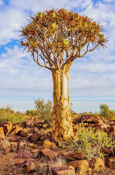 Framed Print : Quiver Tree Forest, Namibia, Africa. Portrait of unusual species of aloe, growing in a small forest