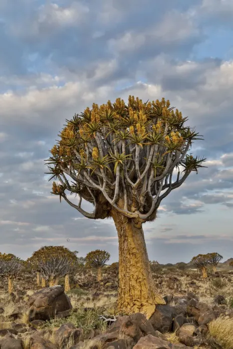 Framed Print : Quiver trees landscape, Namibia Framed Print : Quiver trees landscape, Namibia