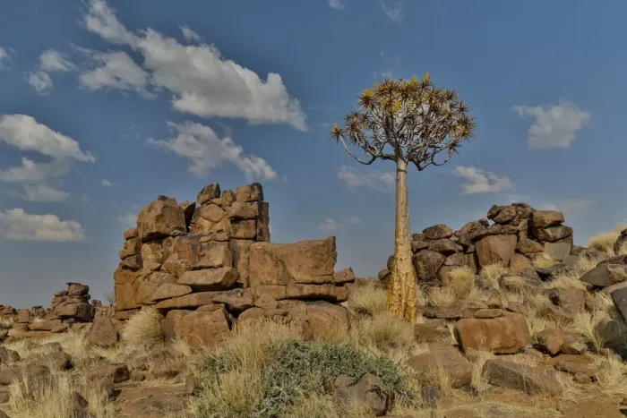 Framed Print : Quiver trees landscape, Namibia