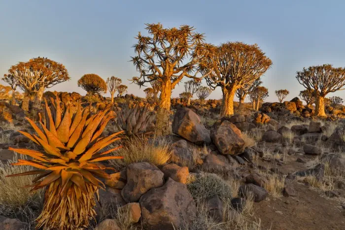 Framed Print : Quiver trees landscape, Namibia