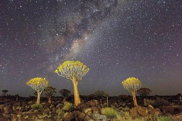 Quiver trees landscape at night with Milky Way, Namibia