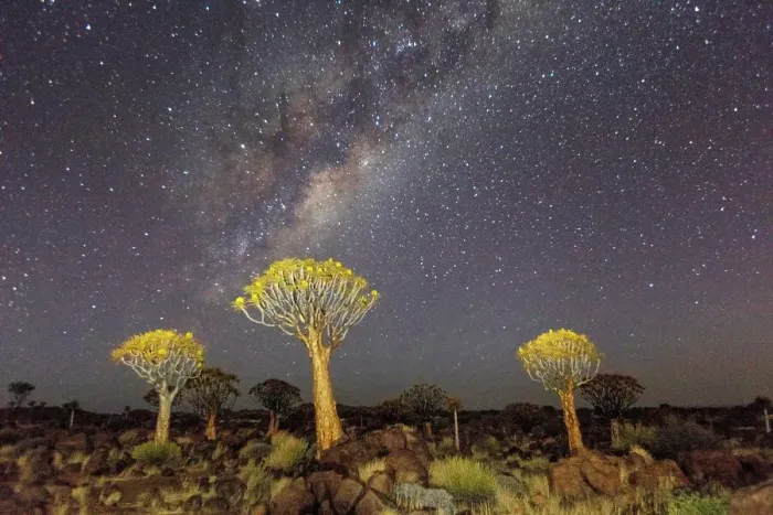Framed Print : Quiver trees landscape at night with Milky Way, Namibia