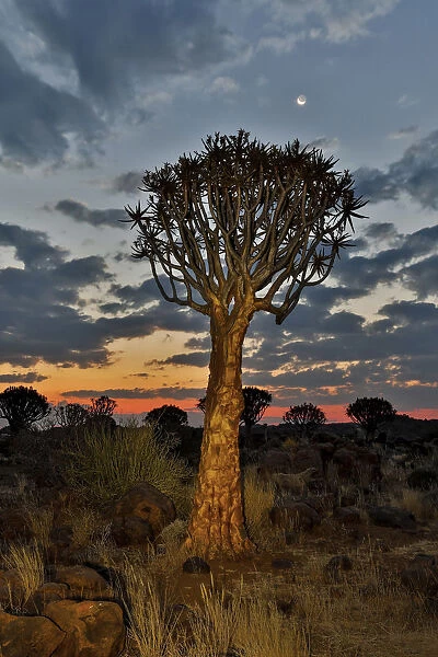 Quiver trees landscape at sunrise, Namibia