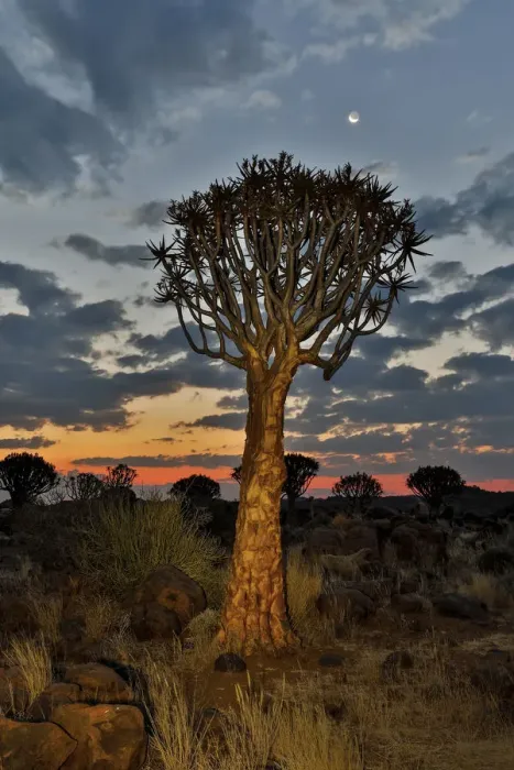 Framed Print : Quiver trees landscape at sunrise, Namibia Framed Print : Quiver trees landscape at sunrise, Namibia