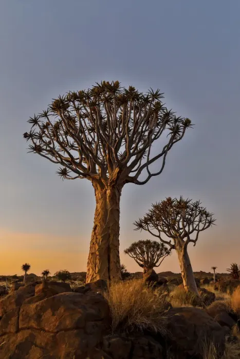 Framed Print : Quiver trees landscape at sunrise, Namibia Framed Print : Quiver trees landscape at sunrise, Namibia