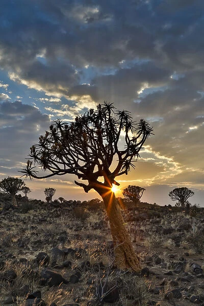 Quiver trees landscape at sunrise, Namibia