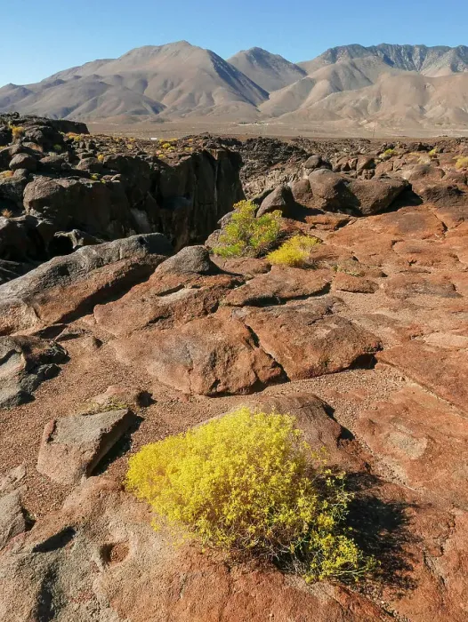 Framed Print : Rabbitbrush in foreground of rocky (basalt) landscape, Fossil Falls, an area in the Coso Range of the Eastern Sierras, where ancient lava flows were sculpted by water and wind, California