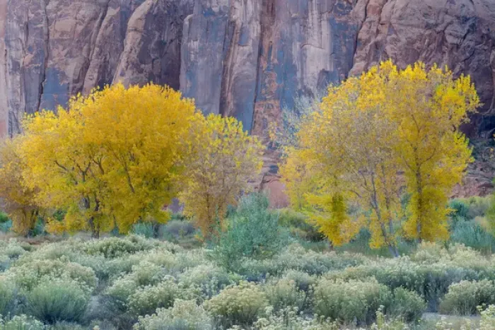 Framed Print : Rabbitbrush outside of Moab, Utah