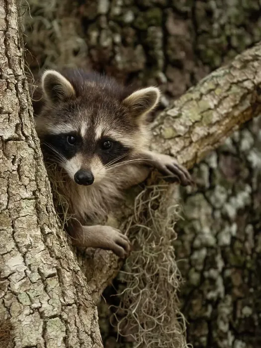 Framed Print : Raccoon, Florida, USA Framed Print : Raccoon, Florida, USA
