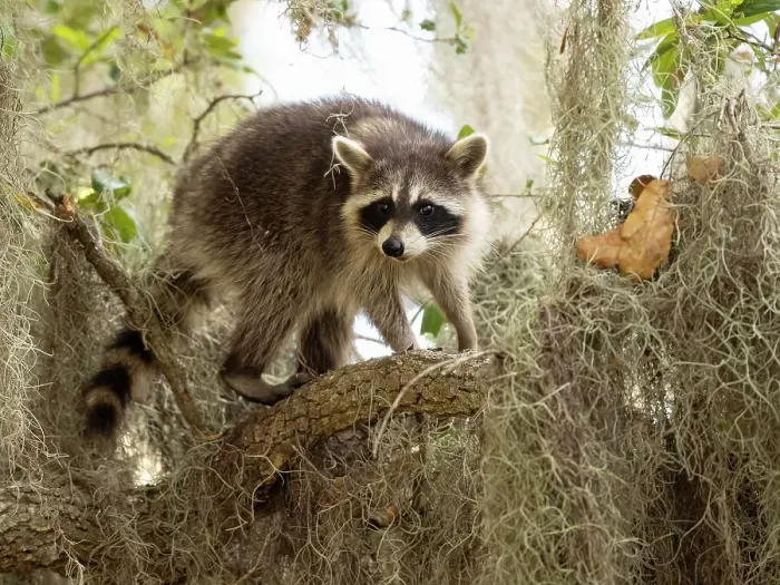 Framed Print : Raccoon, Florida, USA Framed Print : Raccoon, Florida, USA