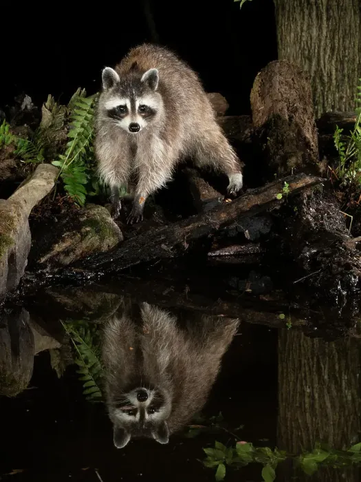 Framed Print : Raccoon, Pennsylvania, USA