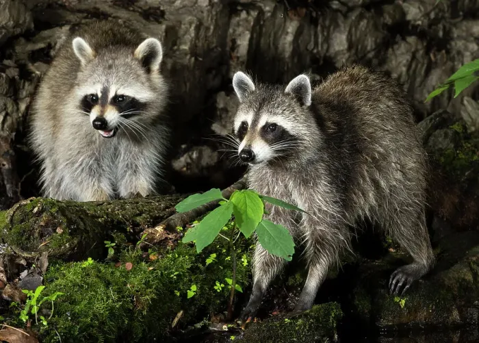 Framed Print : Raccoon, Pennsylvania, USA
