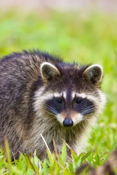 Framed Print : The raccoon, Procyon Framed Print : The raccoon, Procyon