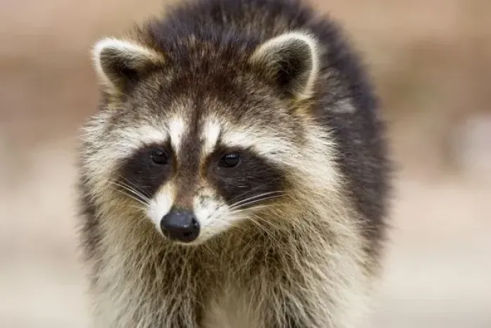 Framed Print : The raccoon, Procyon Framed Print : The raccoon, Procyon