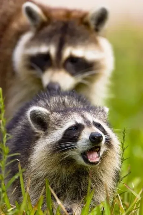 Framed Print : The raccoon, Procyon Framed Print : The raccoon, Procyon