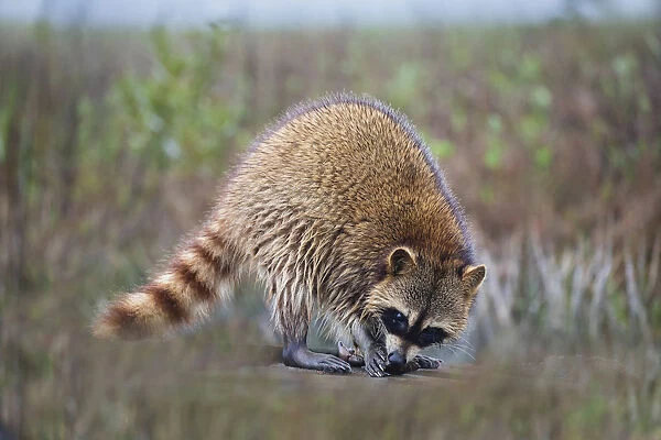 Raccoon (Procyon lotor) adult feeding
