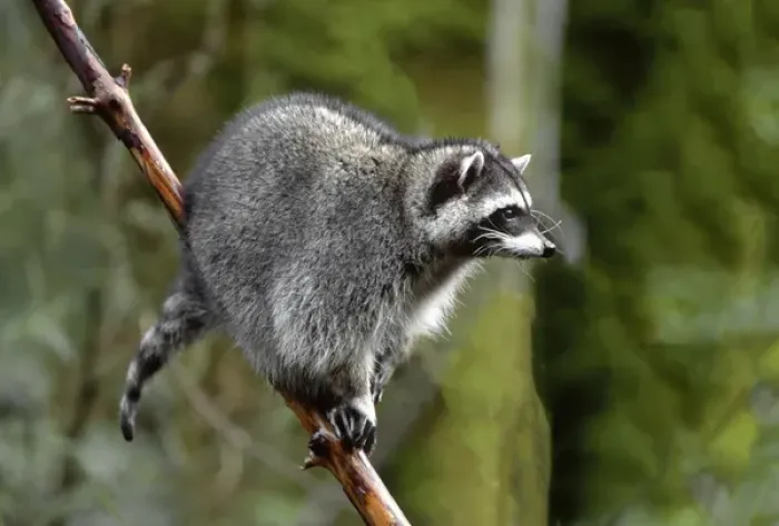 Framed Print : Raccoon (Procyon lotor) in tree, western Washington, USA