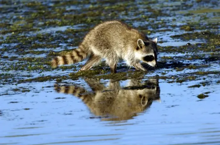 Framed Print : Racoon Clamming in Tidewater Framed Print : Racoon Clamming in Tidewater