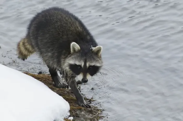 Framed Print : Racoon; winter foraging Framed Print : Racoon; winter foraging