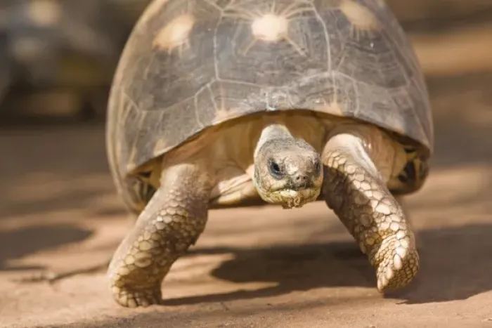Framed Print : Radiated tortoise, Astrochelys radiata, with a decorated shell walking along sand in Madagascar