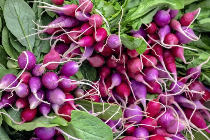 Framed Print : Radishes, USA Framed Print : Radishes, USA