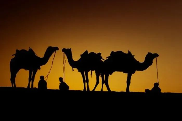 Framed Print : Ragasthan, India, Indian sub-continent, Young men resting with their camel at sunset Framed Print : Ragasthan, India, Indian sub-continent, Young men resting with their camel at sunset