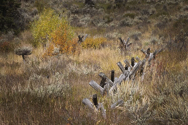 Rail fence in autumn, Grand Teton National Park, Wyoming