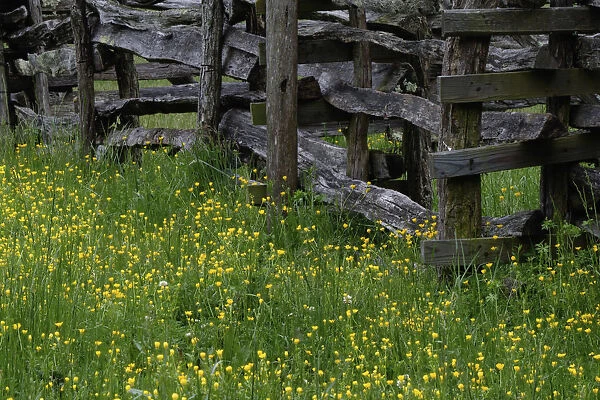Rail fence and buttercup flowers Pioneer Homestead at Oconoluftee Visitor Center