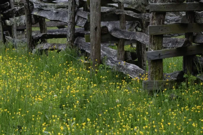Framed Print : Rail fence and buttercup flowers Pioneer Homestead at Oconoluftee Visitor Center Framed Print : Rail fence and buttercup flowers Pioneer Homestead at Oconoluftee Visitor Center