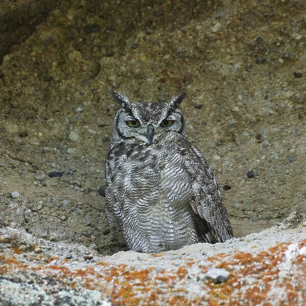 Rain-dotted owl in Walichu Caves, El Calafate, Patagonia, Argentina