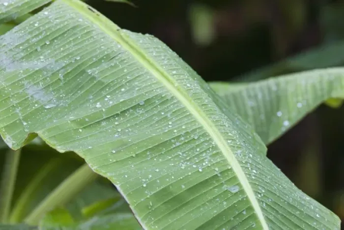 Framed Print : Rain drops on Banana tree leafs at the Sirena Biological Station garden. Corcovado National Park Framed Print : Rain drops on Banana tree leafs at the Sirena Biological Station garden. Corcovado National Park