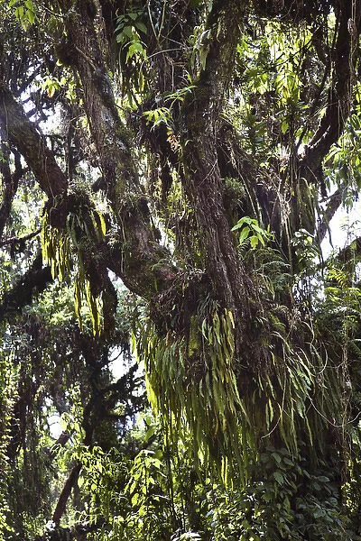 Rain forest with Kosobaum stocks, Ruwenzori, Uganda