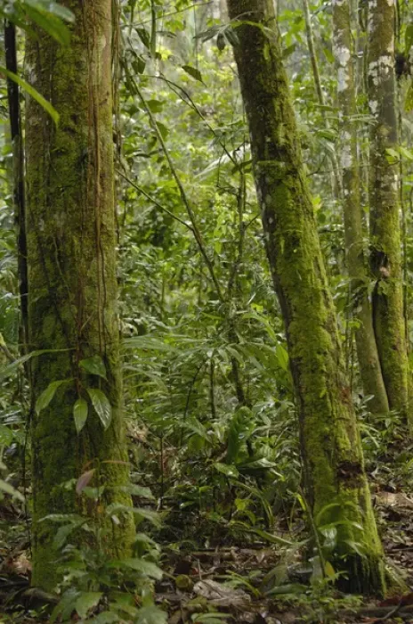 Framed Print : Rain Forest Understory Yasuni National Park Biosphere Reserve Amazon Rain Forest