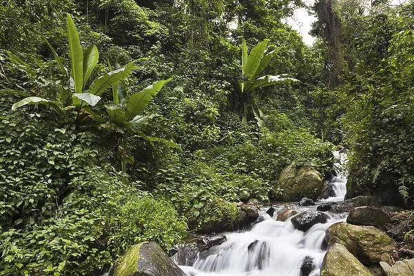 Rain forest with wild banana, Ruwenzori, Uganda