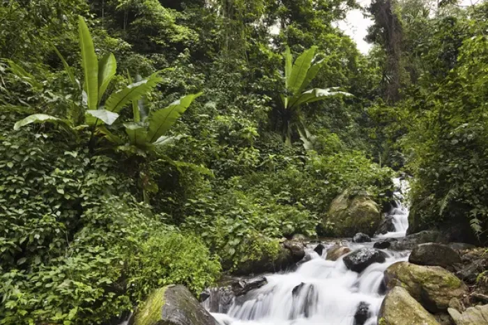 Framed Print : Rain forest with wild banana, Ruwenzori, Uganda