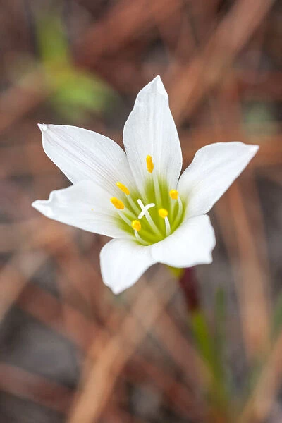 Rain lilies are one of the first flowers to emerge after a forest fire