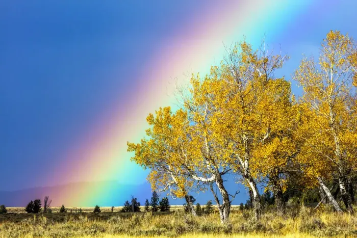 Framed Print : Rainbow over Aspens, Grand Teton National Park, Wyoming