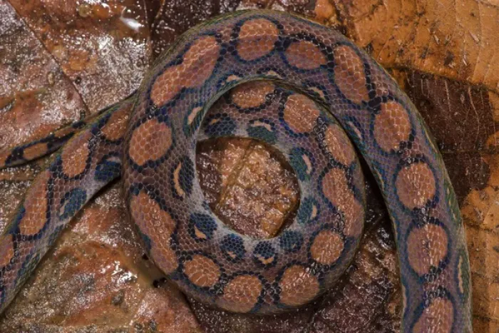Framed Print : Rainbow Boa (Epicrates cenchria cenchria) Amazon, ECUADOR Framed Print : Rainbow Boa (Epicrates cenchria cenchria) Amazon, ECUADOR