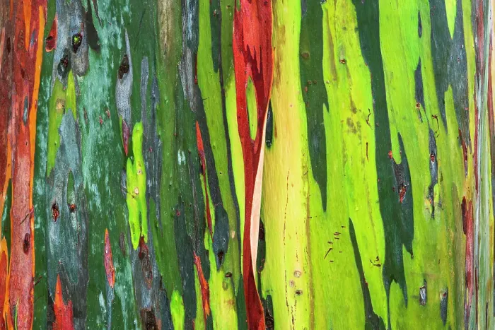 Framed Print : Rainbow Eucalyptus, Arenal Volcano National Park, Alajuela Province, Costa Rica