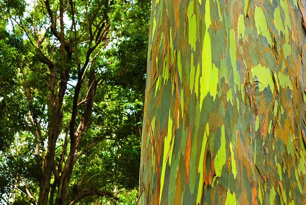 Rainbow Eucalyptus bark (Eucalyptus deglupta - Mindanao Gum), Island of Kauai, Hawaii USA