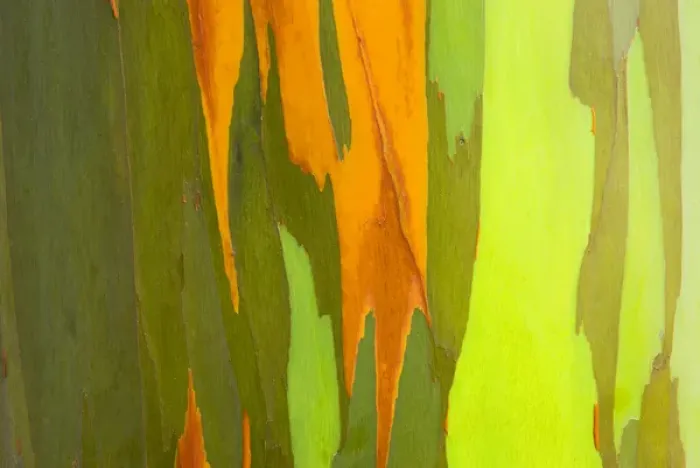 Framed Print : Rainbow Eucalyptus bark (Eucalyptus deglupta - Mindanao Gum), Island of Kauai, Hawaii USA