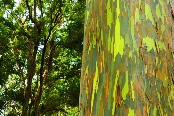Framed Print : Rainbow Eucalyptus bark (Eucalyptus deglupta - Mindanao Gum), Island of Kauai, Hawaii USA