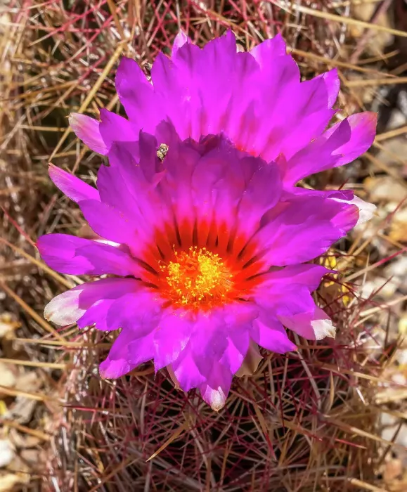Framed Print : Rainbow hedgehog cactus blooming, Sonora Desert Museum, Tucson, Arizona