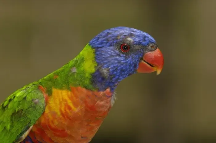 Framed Print : Rainbow Lorikeet (Trichoglossus haematodus) Queensland Framed Print : Rainbow Lorikeet (Trichoglossus haematodus) Queensland