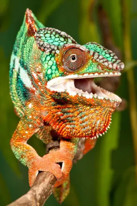 Framed Print : Rainbow Panther Chameleon, Fucifer pardalis, Native to Madagascar